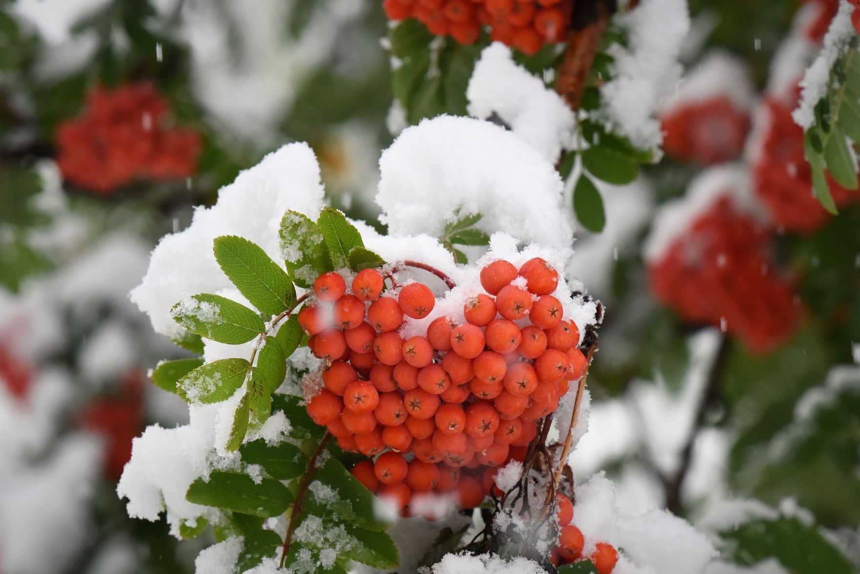 Sturgis snow 3